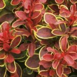 Berberis thunbergii ‘Admiration’