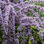 Buddleia alternifolia - PIANTA DELLE FARFALLE