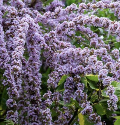 Buddleia alternifolia - PIANTA DELLE FARFALLE