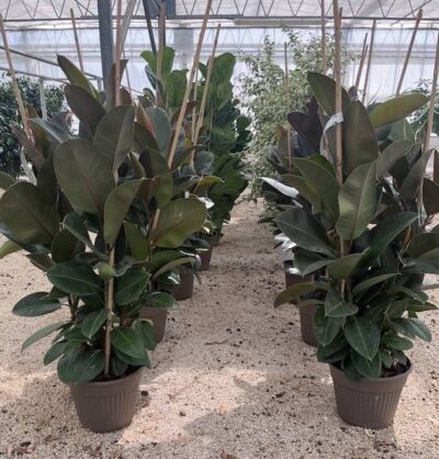 Ficus elastica robusta v30 TRIS