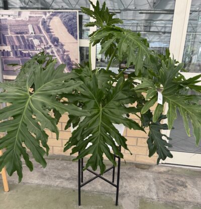 Philodendron selloum v35