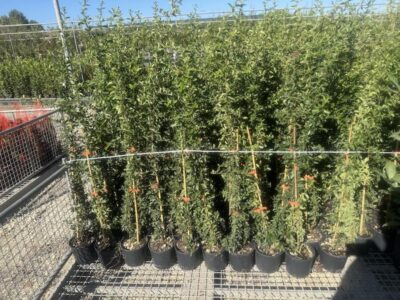 Pyracantha 'Orange Glow' - immagine 7