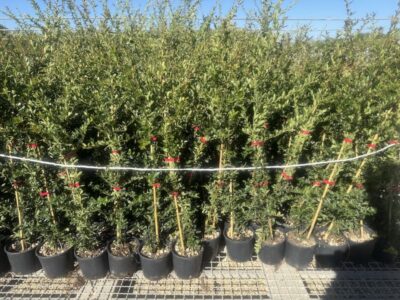Pyracantha gibbsii CL3
